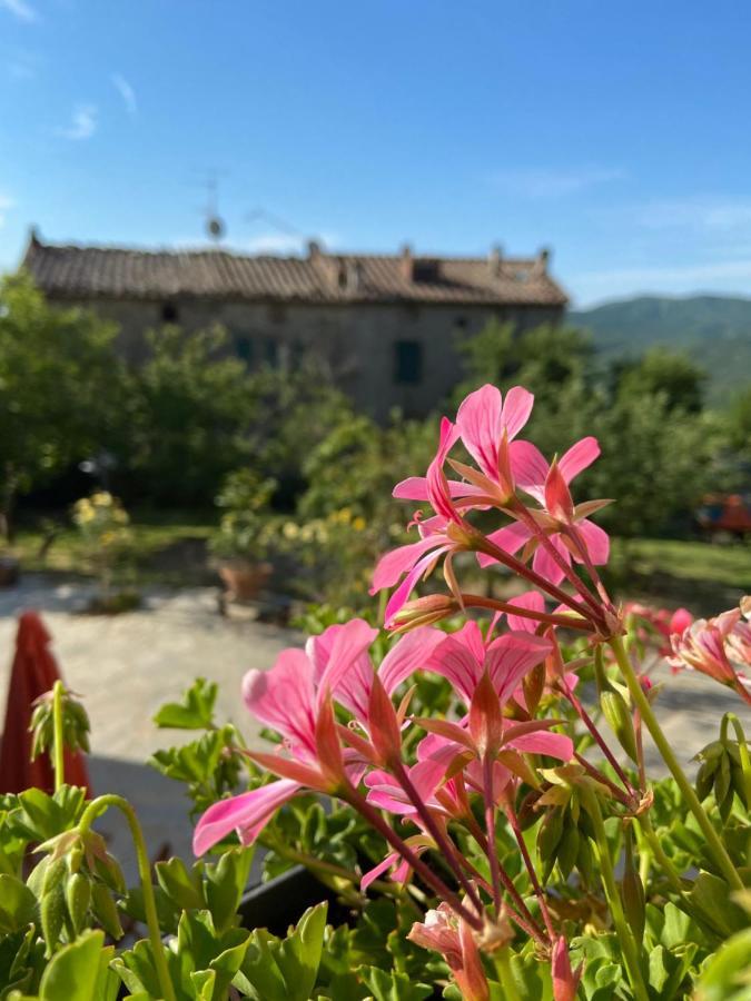 Agriturismo La Via Dell'Oliviera Ciciano Exteriér fotografie